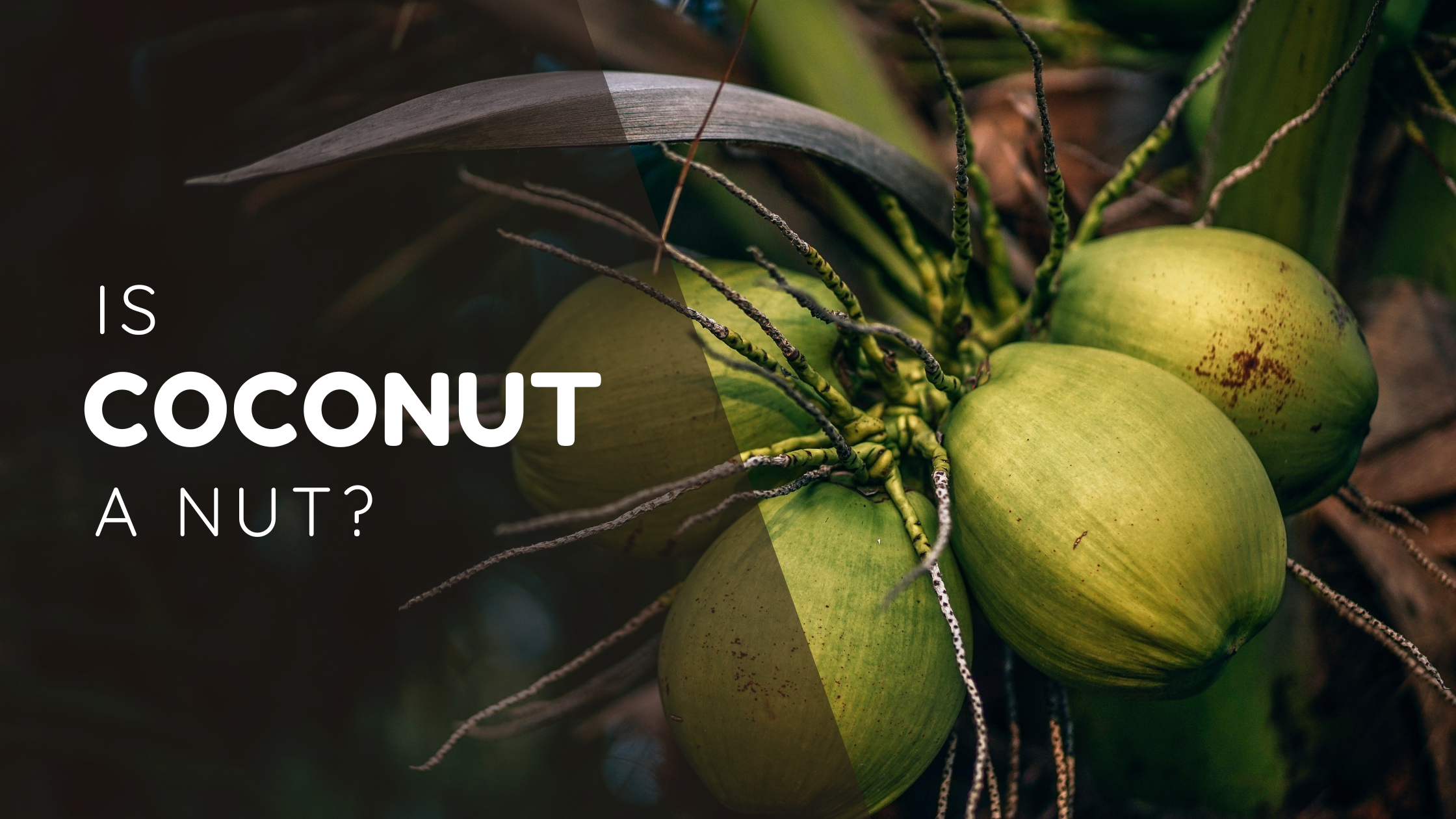 Is Coconut a Nut