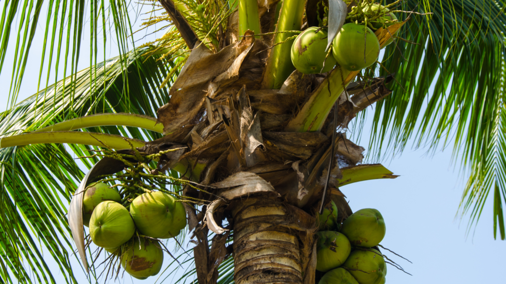 green young coconut
