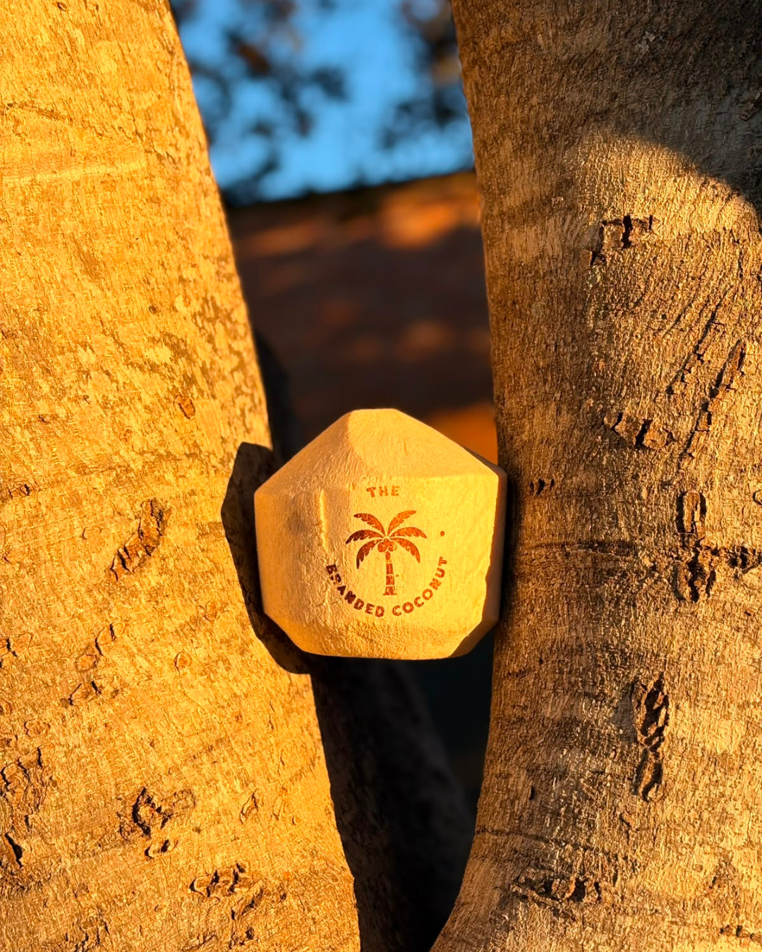 A fresh coconut engraved with a logo, styled with palm fronds